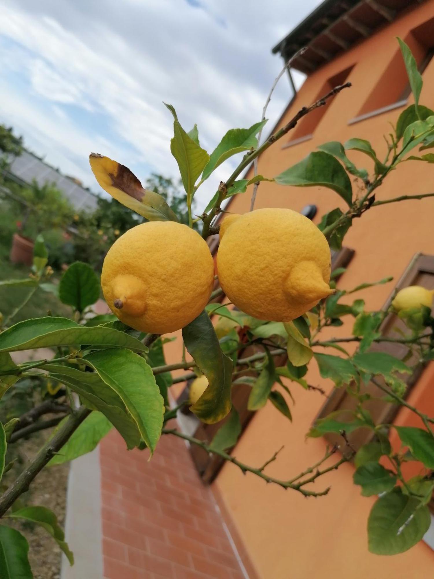 Agriturismo Borgo Stella Montespertoli Eksteriør billede